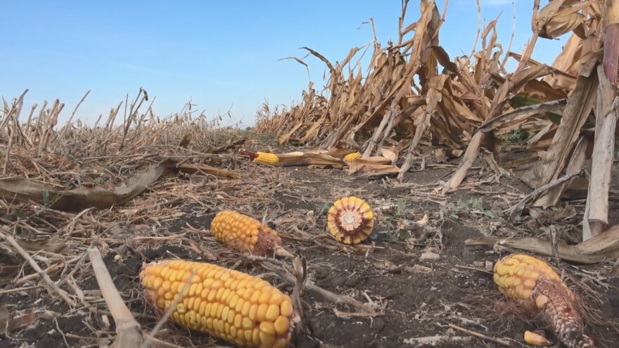 Rod kukuruza prepolovljen zbog suše i bolesti, ali će ga biti za izvoz?