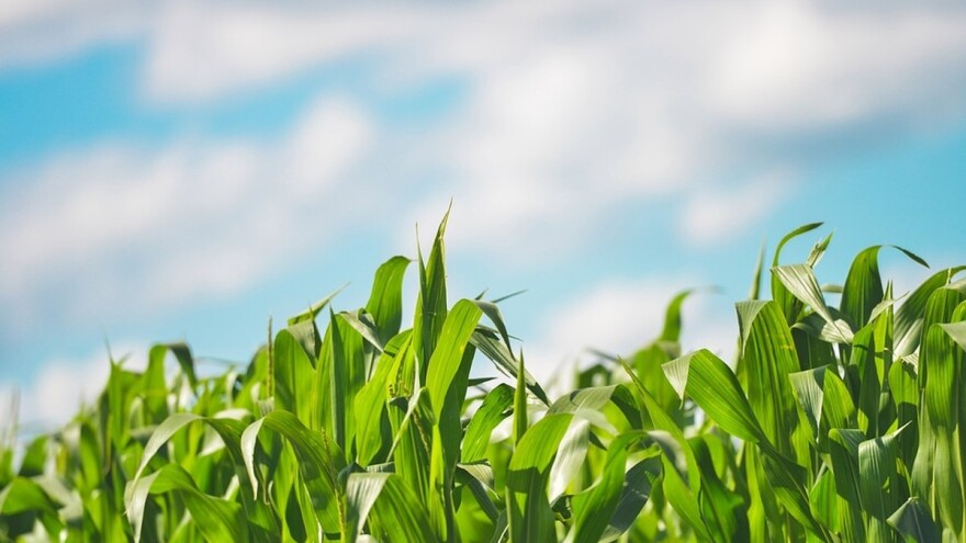 Stres kukuruza izazivaju prirodne nepogode