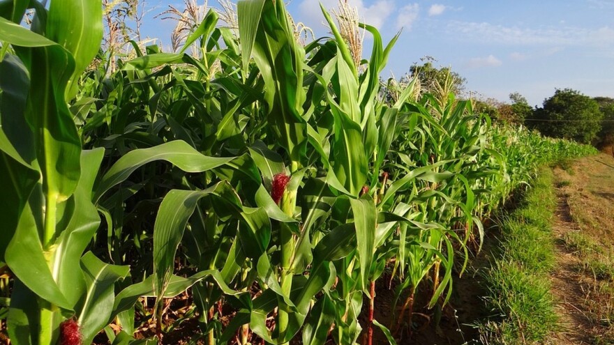 Banaćani pripemaju kukuruz za sušu