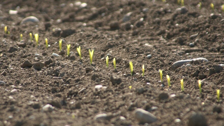 Sovice pozemljuše prijete kukuruzu