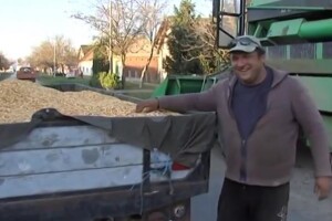 Kukuruzi urodili - ali dobit nisu donijeli?