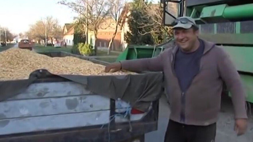 Kukuruzi urodili - ali dobit nisu donijeli?