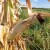 Virovitičko-podravska županija proglasila prirodnu nepogodu od suše