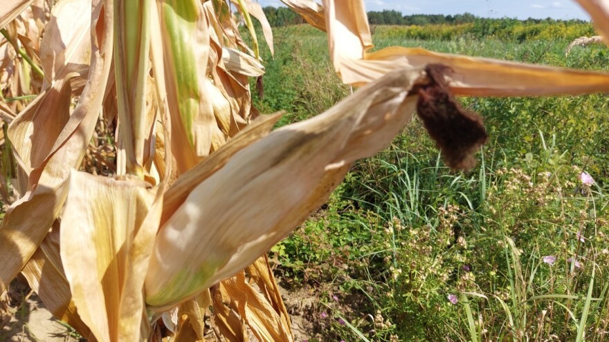 Virovitičko-podravska županija proglasila prirodnu nepogodu od suše