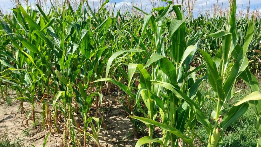 Promenljivo i oblačno vreme: Registrovan kukuruzni plamenac u usevima