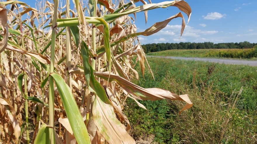 Do kraja meseca većina županija Hrvatske proglasiće prirodnu nepogodu od suše