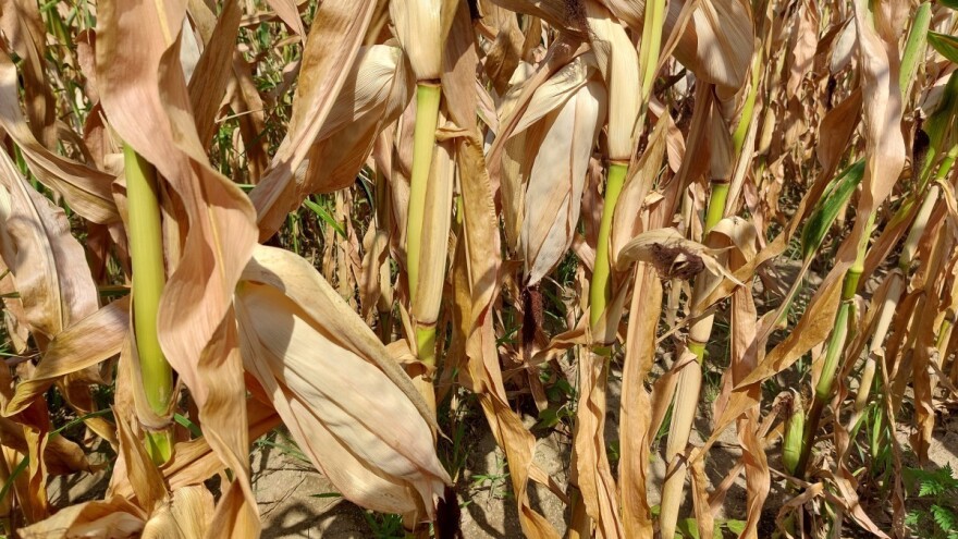 Loši prinosi kukuruza, jedino heljda i spelta dobro podnele sušu?