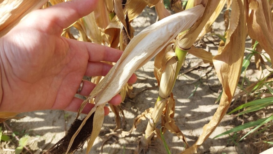 Poljoprivreda na koljenima: Hoće li BiH proglasiti stanje elementarne nepogode?