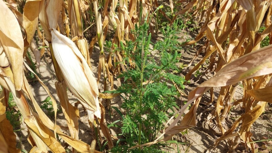 Suša "obrala" kukuruz - klipovi s tek po nekoliko zrna