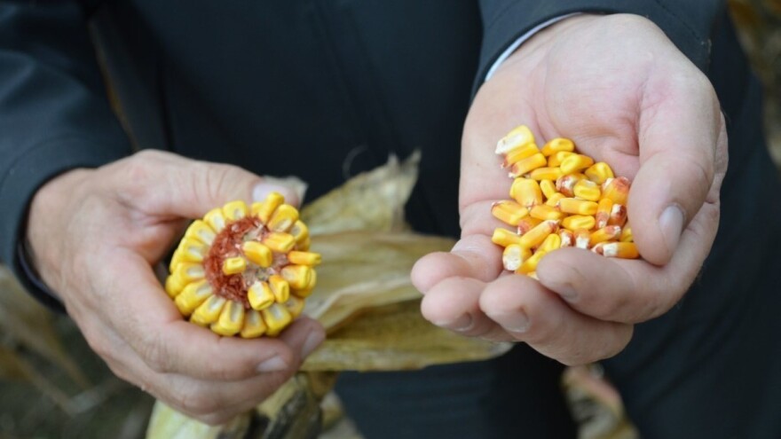 Kina: Kaznili ilegalne proizvođače GMO kukuruza