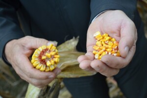 Kina: Kaznili ilegalne proizvođače GMO kukuruza