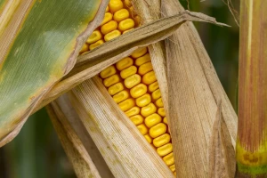 Direkcija za robne rezerve kupuje do 12.072.000 kg merkantilnog kukuruza