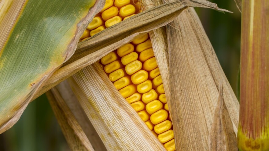 Direkcija za robne rezerve kupuje do 12.072.000 kg merkantilnog kukuruza
