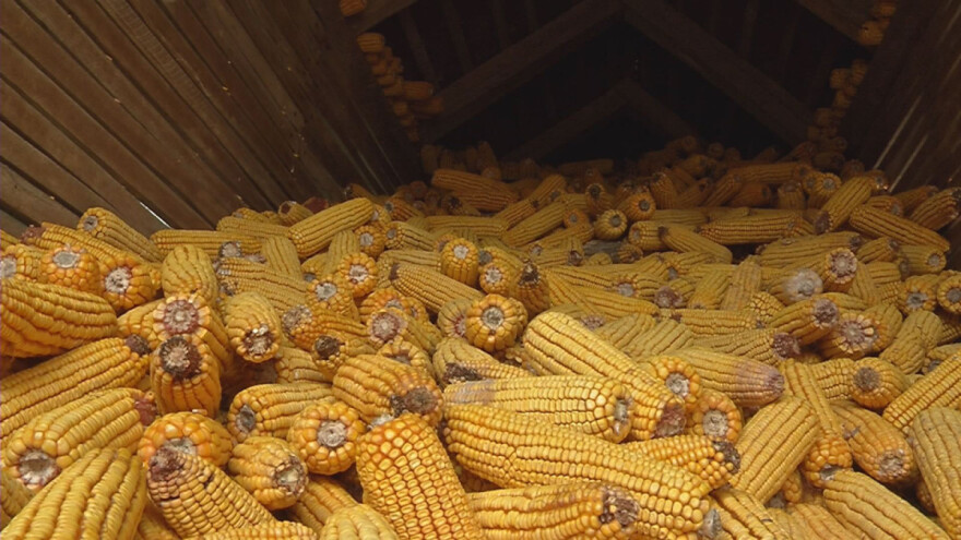 Prinos kukuruza u Kolubarskom okrugu za primer