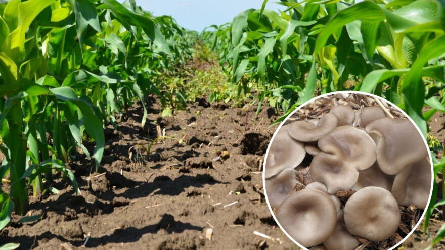 Uzgoj bukovača između redova kukuruza ima višestruke prednosti