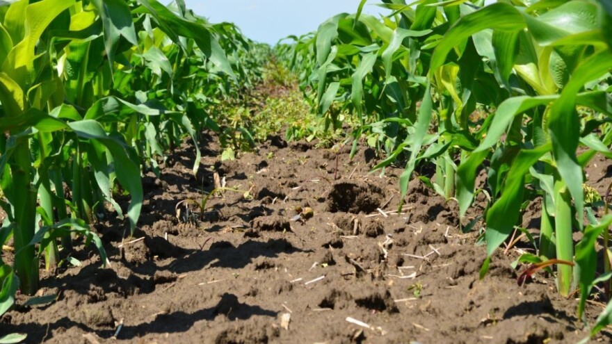 Stare sorte kukuruza zahtevale su veći razmak i danonoćni rad