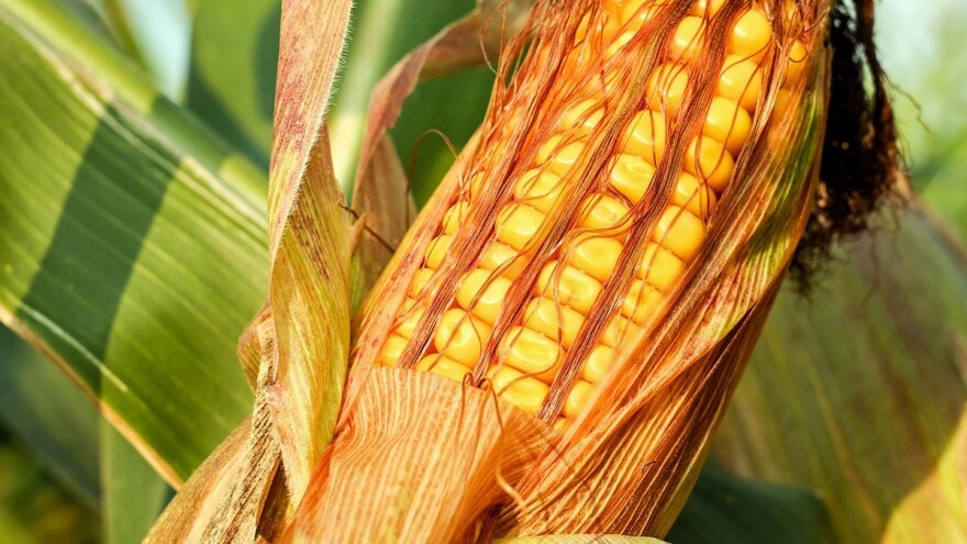 15 KM po sjetvenoj jedinici - nova mjera regresiranja sjemenskog kukuruza