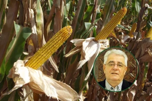 Dolaze temperature veće od prosjeka, intenzitet dozrijavanja svih poljoprivrednih kultura se nastavlja