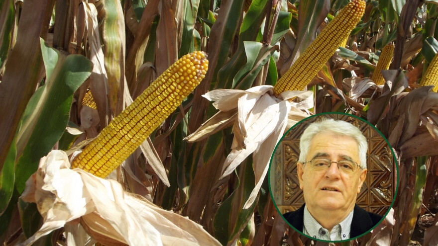 Dolaze temperature veće od prosjeka, intenzitet dozrijavanja svih poljoprivrednih kultura se nastavlja