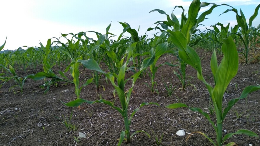 Setva 2020: Kukuruz na većim površinama, suncokreta - manje