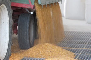 Produktna berza: Rast cene kukuruza i potražnje za mešaonama stočne hrane