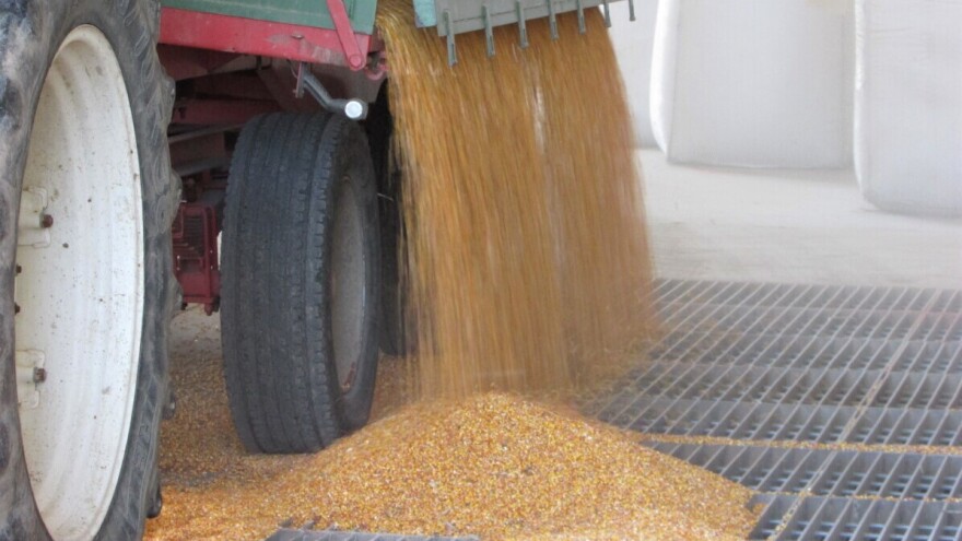 Produktna berza: Rast cene kukuruza i potražnje za mešaonama stočne hrane