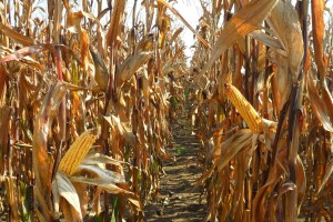 Donošenje vrijednosti agrobiomasi - vebinar o njezinu potencijalu