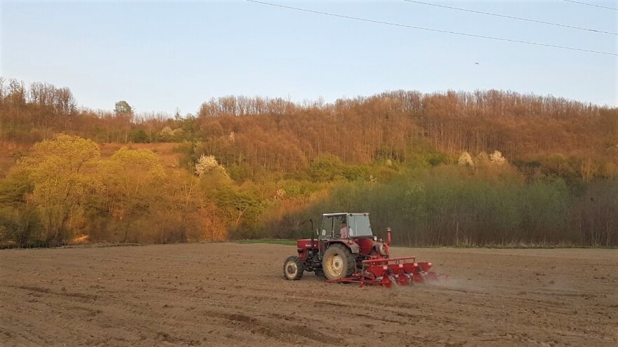 Zbog smanjenja stočnog fonda, manje će se sijati kukuruz - šansa za soju i suncokret