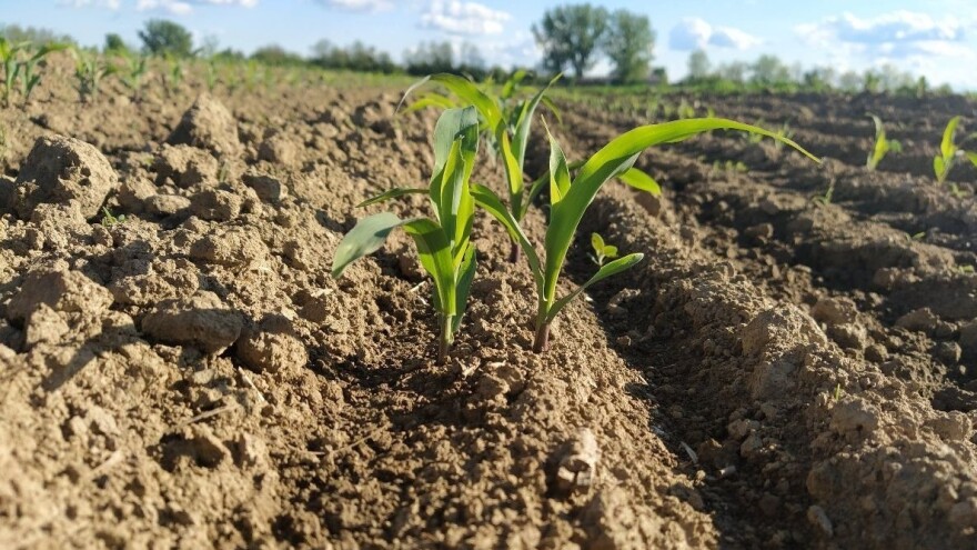 Značaj međurednog kultiviranja kukuruza