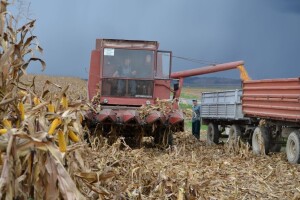 EU: Najviše kukuruza beru Španjolci - 11,8, a najmanje Rumunji - 5,7 tona po hektaru