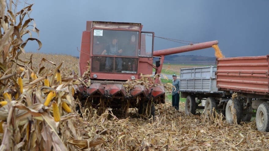 EU: Najviše kukuruza beru Španjolci - 11,8, a najmanje Rumunji - 5,7 tona po hektaru