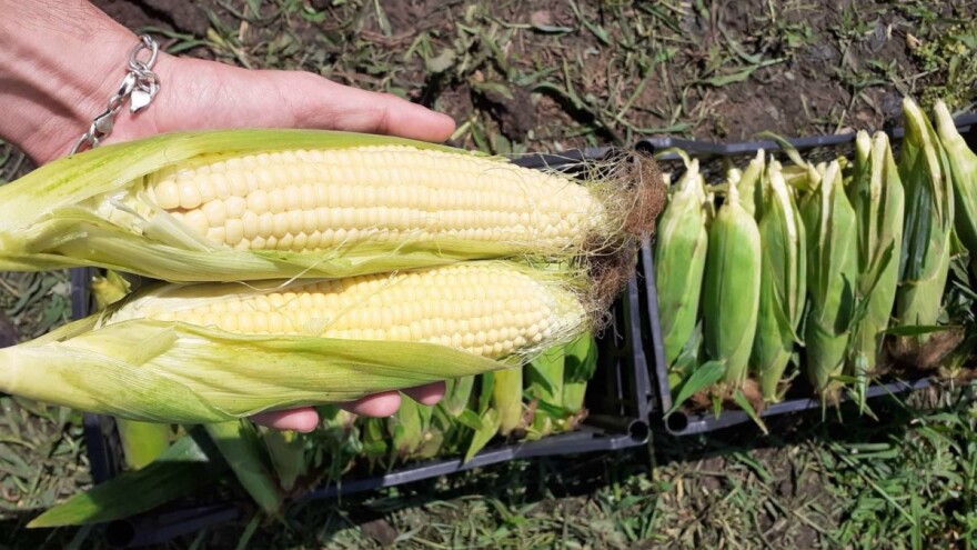 Student i sportista profitabilnost video u uzgoju kukuruza šećerca