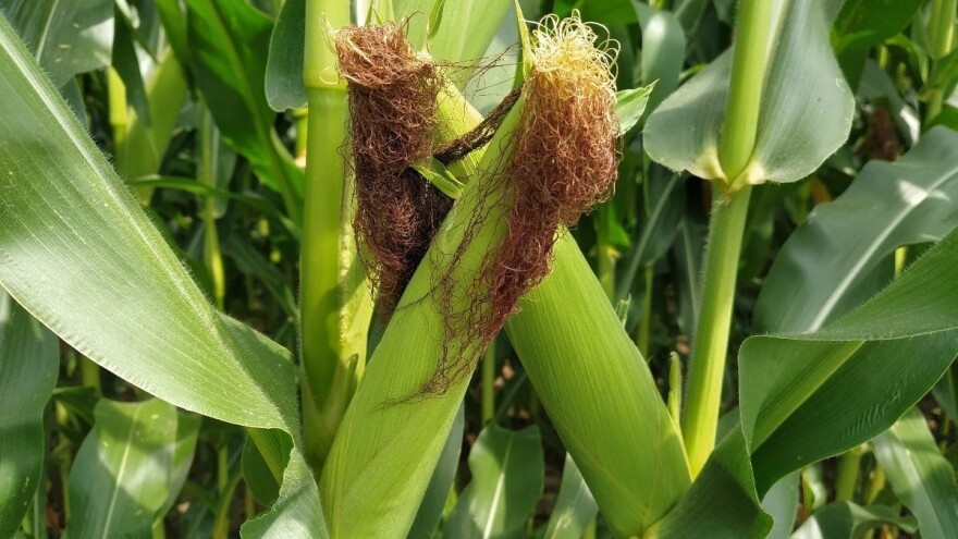 Produktna berza: Raste cena kukuruza - 18 dinara