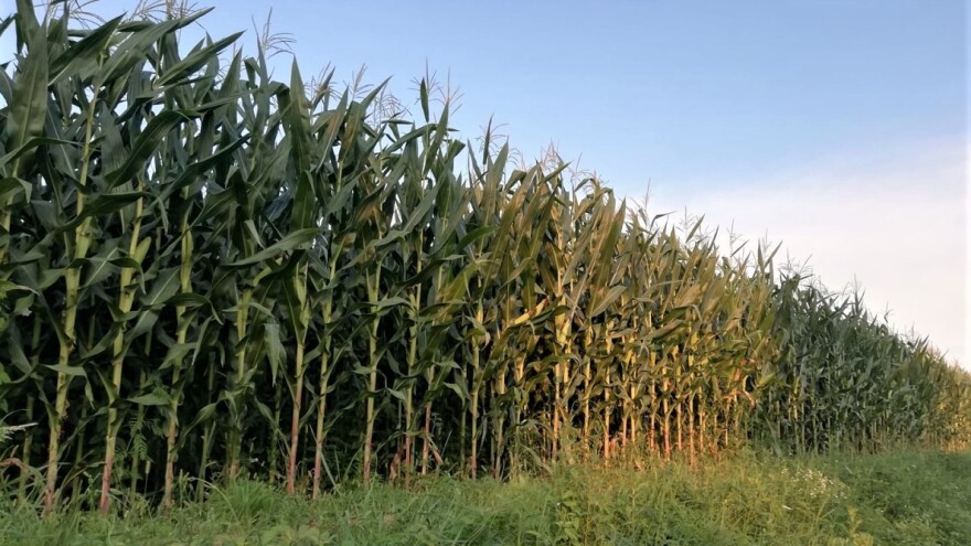 Dobri prinosi, ali i kvalitet ratarskih kultura u Kolubarskom okrugu