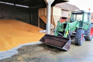Robne rezerve kupuju dodatne količine merkantilnog kukuruza