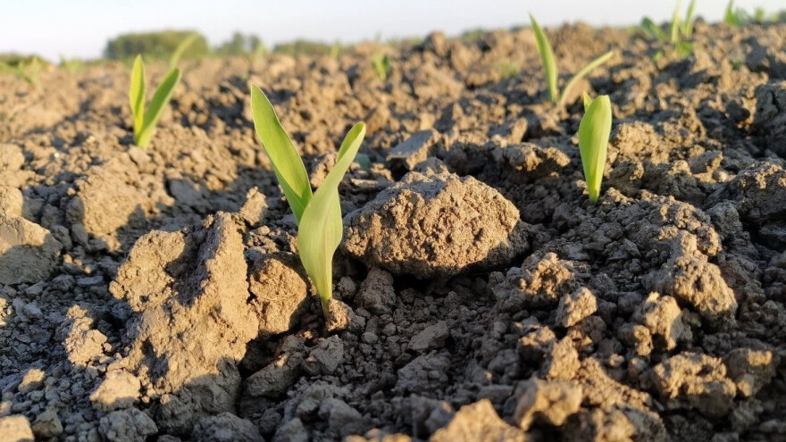 Taktike u izboru hibrida kukuruza za setvu - rane sorte ili baš ne?