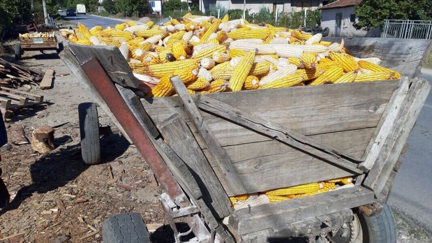 Mikotoksini u kukuruzu, berba, čuvanje i skladištenje