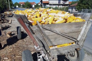 Kako se boriti protiv štetočina prilikom skladištenja žitarica?