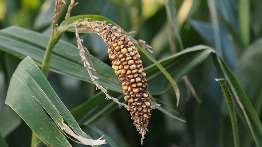 Fen vjetrovi umanjuju prinose na kukuruzu