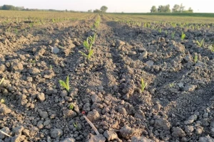 Pod kukuruzom 950.000 ha, očekivanja - 7,5 miliona tona roda