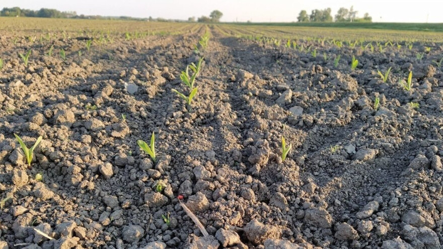 Pod kukuruzom 950.000 ha, očekivanja - 7,5 miliona tona roda