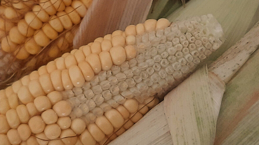 Čime će stočari hraniti svoje životinje ove zime?