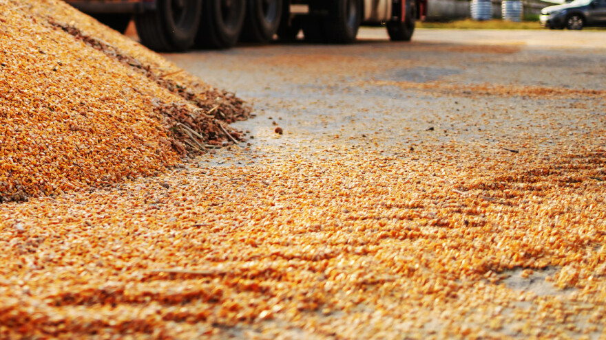Kukuruz na putu: Popustila stranica, teret se rasuo na cestu
