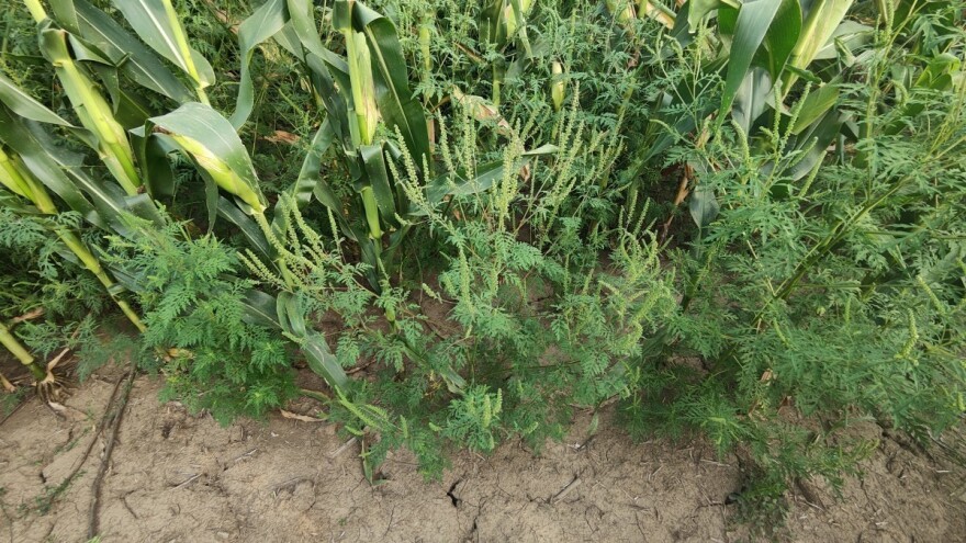 Ambrozija opasna i za stoku. Kako se kemijski i ekološki izboriti s ovim korovom?