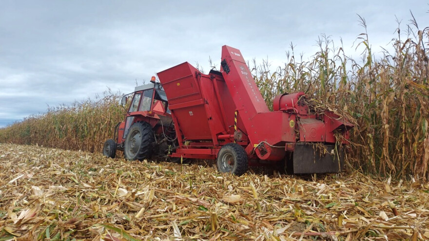 Počinje berba kukuruza u Jablaničkom okrugu - kakvi su prinosi?