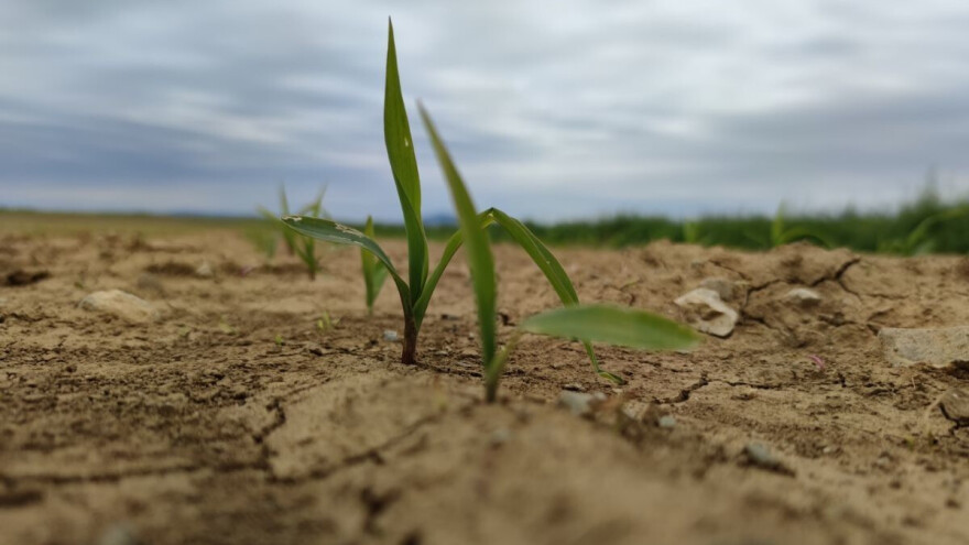 Štetočine haraju usevima - sutra naglo zahlađenje