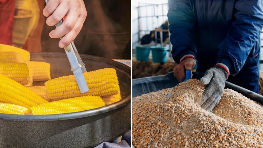 Odobrena upotreba genetski modifikovanog kukuruza - odlučila EU