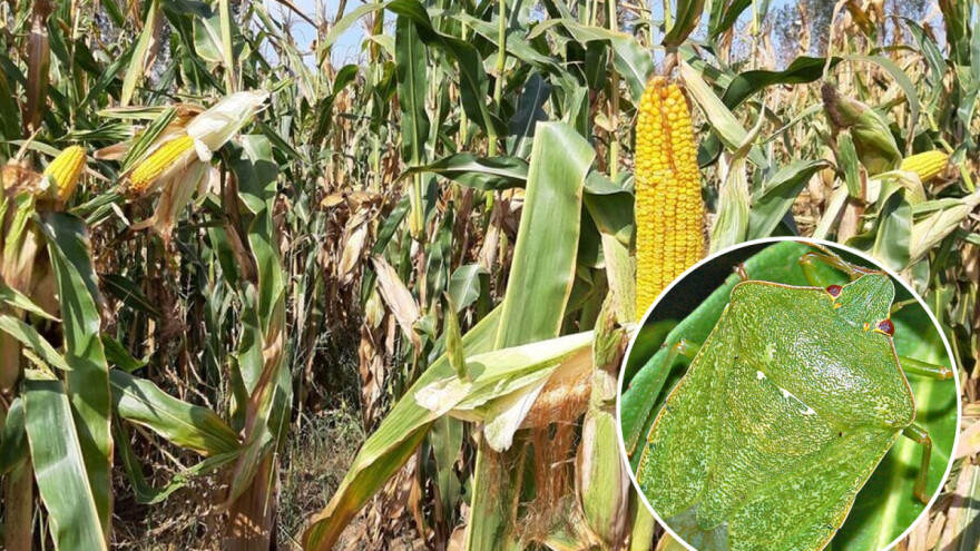 Osetni pad temperature od srede: Registrovano prisustvo larvi i imaga povrtne stenice