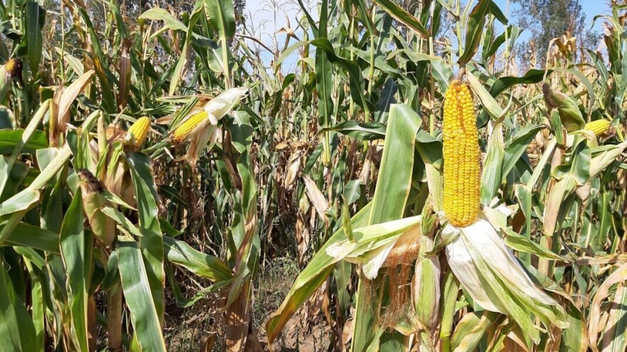 Cena kukuruza niža za skoro pet odsto u odnosu na prošlu nedelju