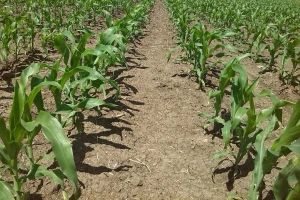 Primena herbicida posle setve a pre nicanja u usevu kukuruza, suncokreta i soje